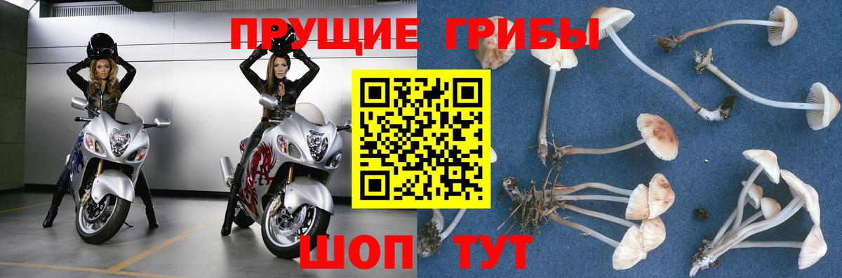 Псилоцибиновые грибы мицелий Чапаевск
